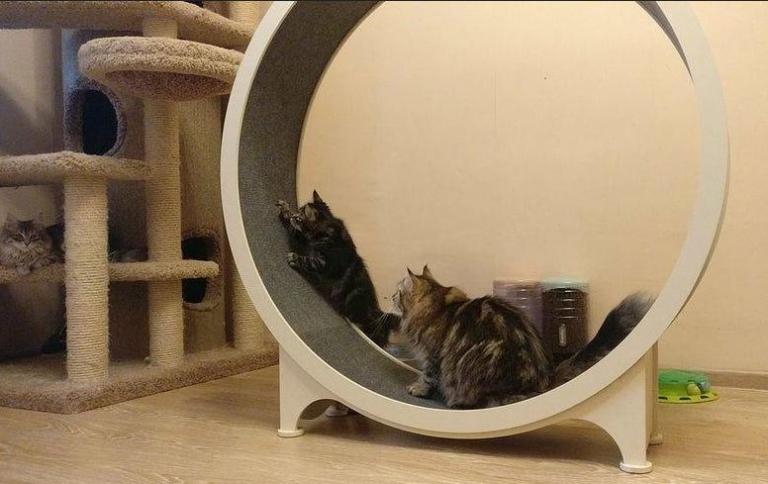 cat running wheel
