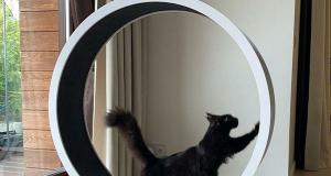 Cat Running Wheel