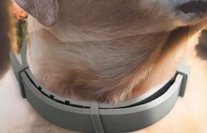 Cadorabo Flea and Tick Collar for Dogs